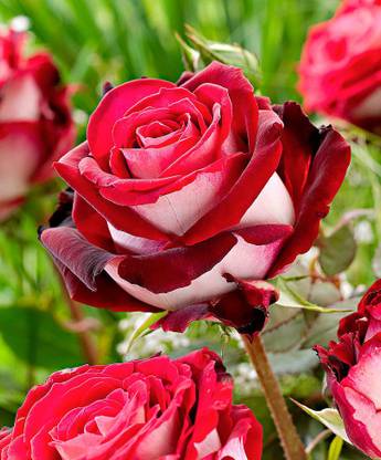 angel nursery of india Rose Plant
