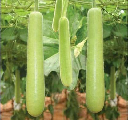 DIOART XVXV-™F1 HYBRID LOKI SEEDS-175-X-SEEDS-127 Seed