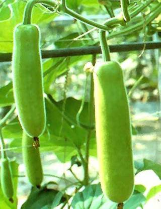 DIOART XXI-®F1 HYBRID LOKI SEEDS-10-X-SEEDS-408 Seed