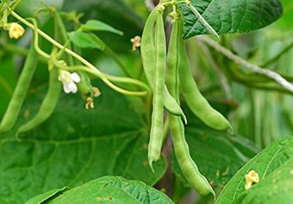 Aywal Hybrid French Beans Selection - High Yielding Seed