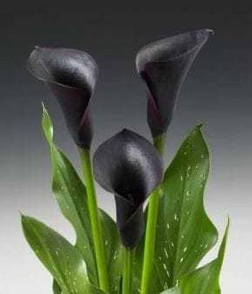 SIDDHI VINAYAK GALLERY Imported Variety Calla lily flower bulb black color Exotic Beautiful flower bulbs all season for home gardening Seed