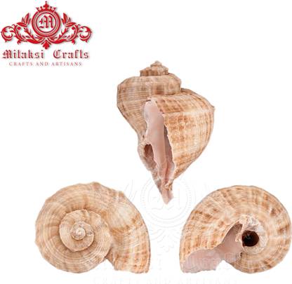 Mitaksi crafts Sea shell || Rameswaram|| Aquarium||Serattai|Turnip shell|| Rapana rapiformis||Vase filler||Sea shells||Fish tank filler ||Pack of 15 Nos. Vase Filler