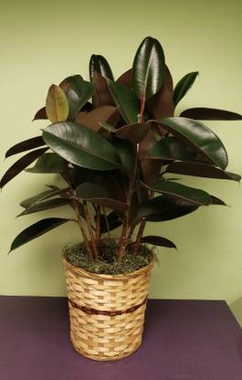 renu seeds Rubber Tree