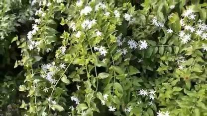 PB honey priya plant Jasmine Plant