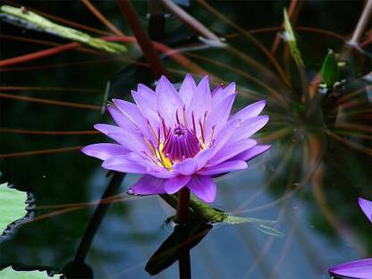 Galaxi Lotus Flower Purple Seed