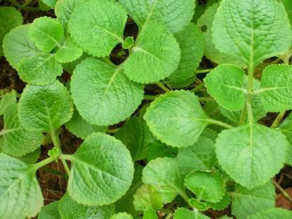 The Entacloo Mexican Mint Plant