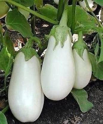 CYBEXIS PAU-96 - F1 HYBRID BRINJAL WHITE EGGPLANT/ BENGAN - (150 Seeds) Seed
