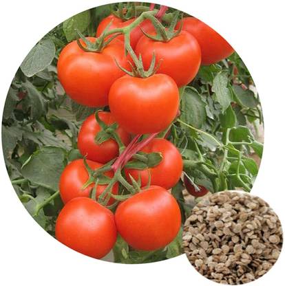 CosaCentrum Tomato Seeds, For Gardening, 500 Seeds Solanum lycopersicum Lycopersicon esculentum Seed