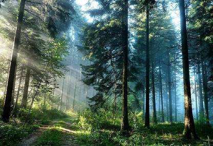 Smoky Design nature forest tree landscape wallpaper Paper Poster