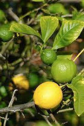 SAVE GREEN Lemon Plant