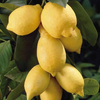 SAVE GREEN Lemon Plant