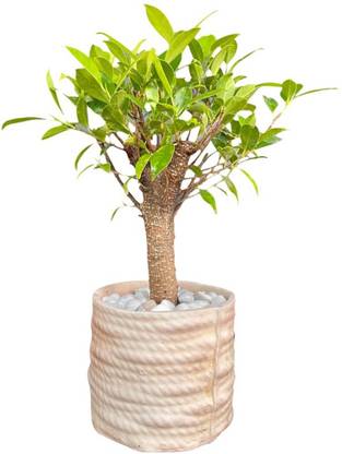 delhi bonsai Ficus Bonsai