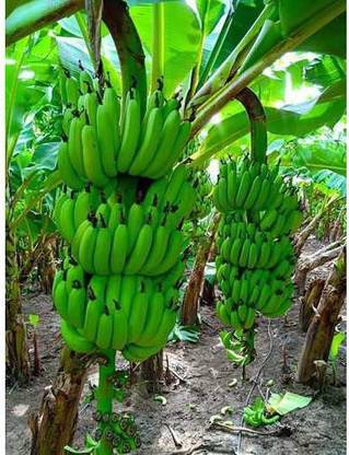 Sisa Banana Plant