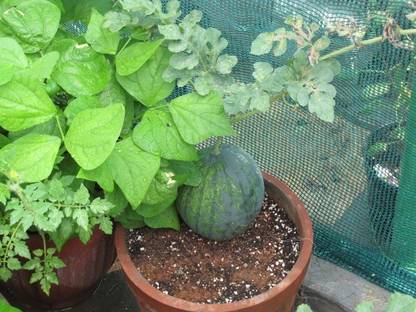 gorgeous moment watermelon Seed