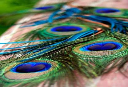 Smoky Design peacock peacock feather peacock feathers feather Paper Poster