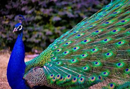 Smoky Design peacock feathers wallpaper Paper Poster