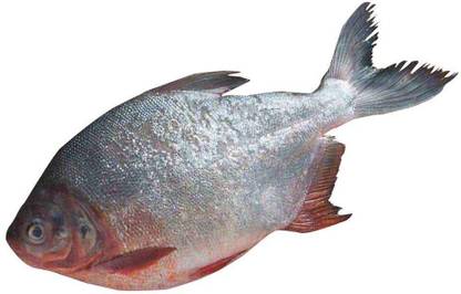 Spar Roopchand Whole Fish With Wings And Scales Clean