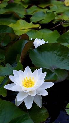Sagarvanshi White Lotus Flower ( 10 Seed Per Packet ) Seed