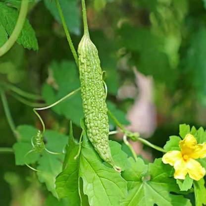WILLVINE PAU-189 Open Pollinated Bitter Gourd Seeds Seed
