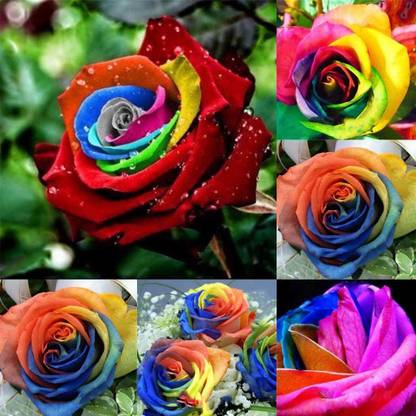 Sagarvanshi Important Rare Holland Rainbow Rose Seeds ( 100 Seed ) Seed