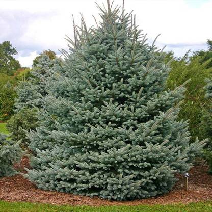 SeedsVille Fat Albert Colorado Blue Spruce Seed