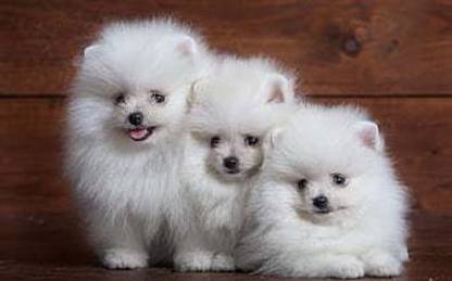 White Fluffy Spitz Three Small Dogs White Puppies Pomeranian Cute Fluffy Dogs Pets Dogs Matte Finish Poster Paper Print