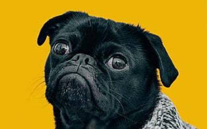 Pug Dog Muzzle Dogs Funny Dog Cute Animals Black Pug Pets Pug Matte Finish Poster Paper Print