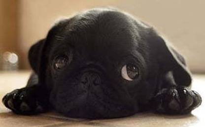 Black Puppy Pug Dog Small Dog Matte Finish Poster Paper Print