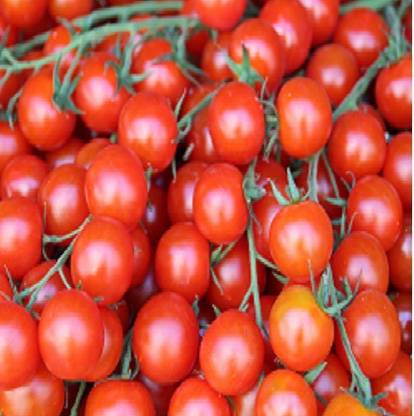 Advance seeds Tomatoseeds,seeds,vegetbleseeds Seed