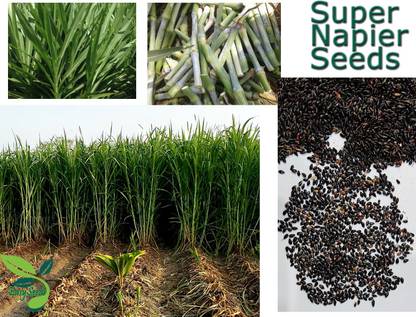 EasySeeds Super Napier Grass,Hybrid Grass,Australian Red Napier Grass,Elephant Grass Seed