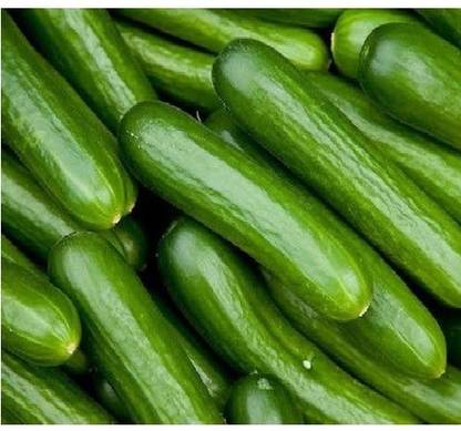 Advance seeds Cucumber Seed