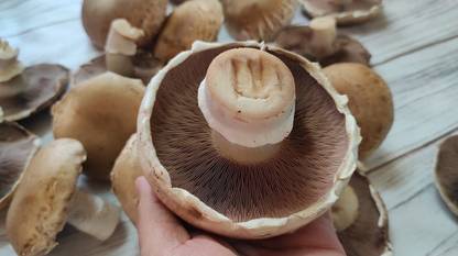 Gourmet Mushrooms Portobello / Cremini mashroom spawn | Agaricus Bisporus seeds Seed