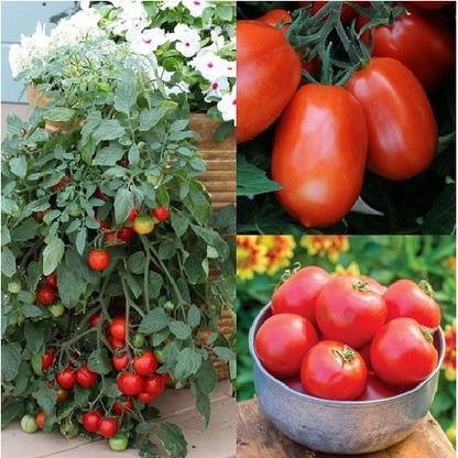 ALPINE HYBRID SEEDS Tomato Seed