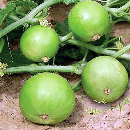 MKR Enterprises Tinda Seed