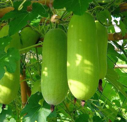 K.K.Enterprise ASH GOURD SEEDS Seed