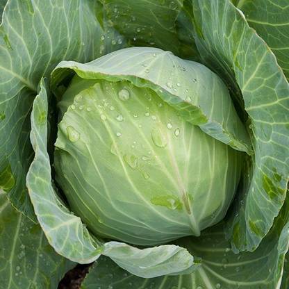 MYLAWN GOLDEN ACRE CABBAGE Seed