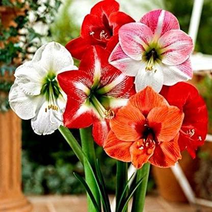 Audbhidhi Amaryllis lily Flower Bulbs For Summer Season Flower Bulbs Mixed Seed