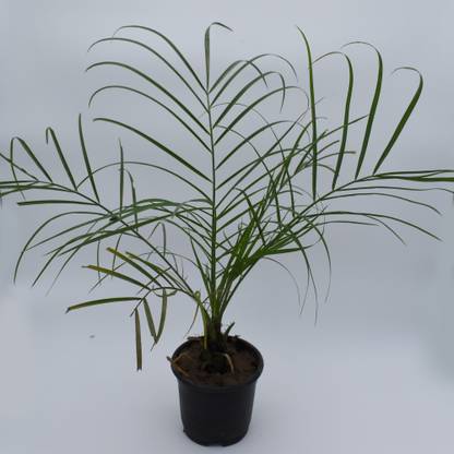 UmeshNursery Phoneix Palm Plant