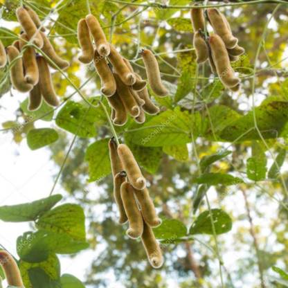 EVY BOARD BEAN SEED Seed