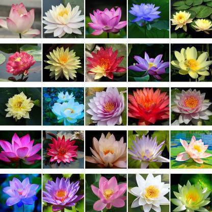 Crapulous Lotus Seeds Mixed (30Per Packet), Mix Colour Lotus Seeds, Lotus Seeds, Lotus Seeds Mix Colour, Lotus Seeds Mixed variety Seed