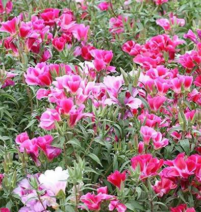 CYBEXIS Clarkia Amoena Godetia Dwarf flower Seeds Seed