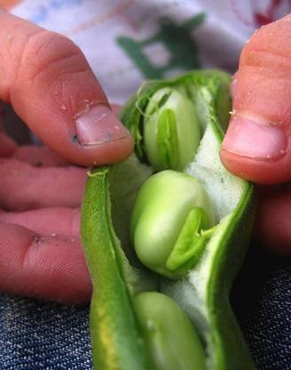 EVY BOARD BEAN SEED Seed