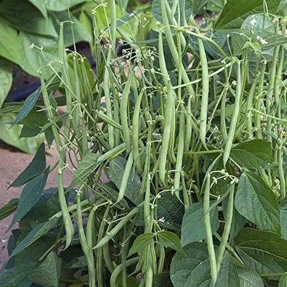 Aywal French Beans Seed