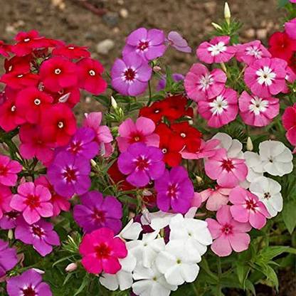Lorvox Phlox Rare Flower Seeds-White And Yellow Seed