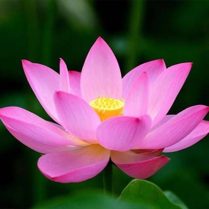 Paudha Lotus (Kamal) Flower Seed
