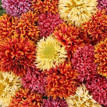 KANAYA Gaillardia Mix Flower Seeds For Home Gardening Seed