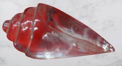 aksaya marketing Crystal Clear Shankh 70-90 Gram/Free 5 Mukhi Rudraksha with German Silver caping Decorative Shankh