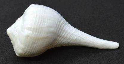 aksaya marketing Dakshinavarti Shankh Valampuri Sanghu for Pooja (2-2.25 Inch) Blowing Shankh