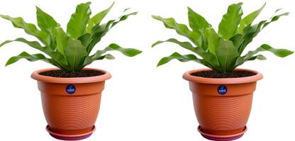 KWEL 14 Inch UV Treated Heavy Circular Planter Pot Plastic Garden Planters Plant Container Set Pack of 2 Plant Container Set