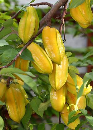 PB HONEY PRIYA PLNTS Star Fruit Carambola Grafted Plant
